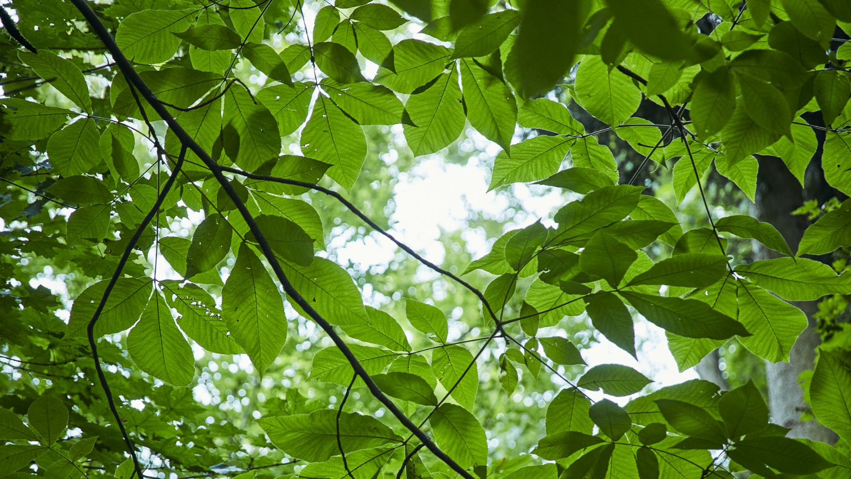 Backlit leaves.