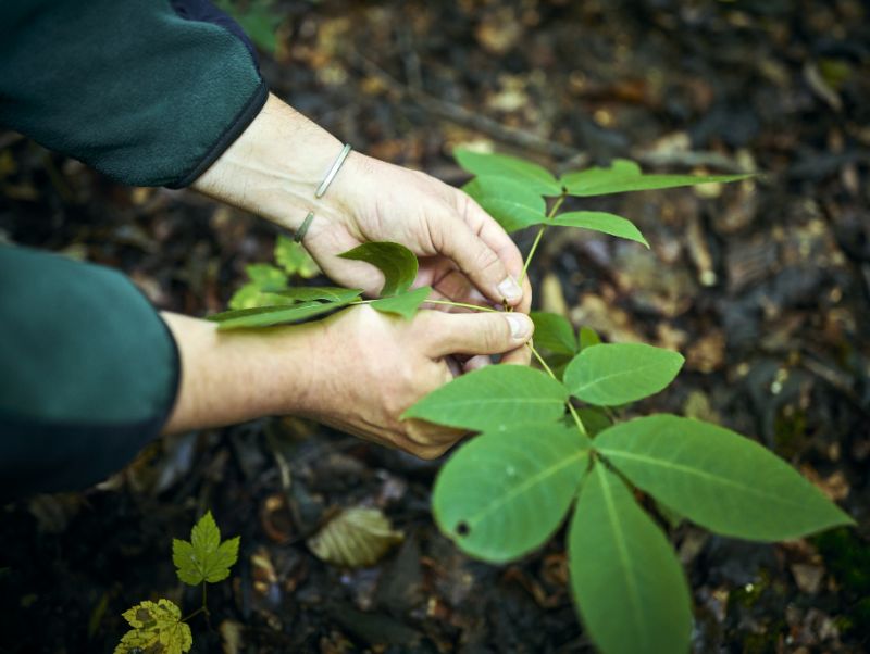 Hands inspecting a tree seedling.