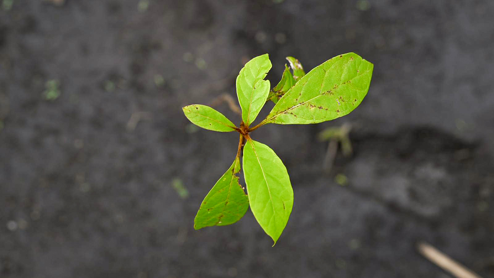 A planted seedling.
