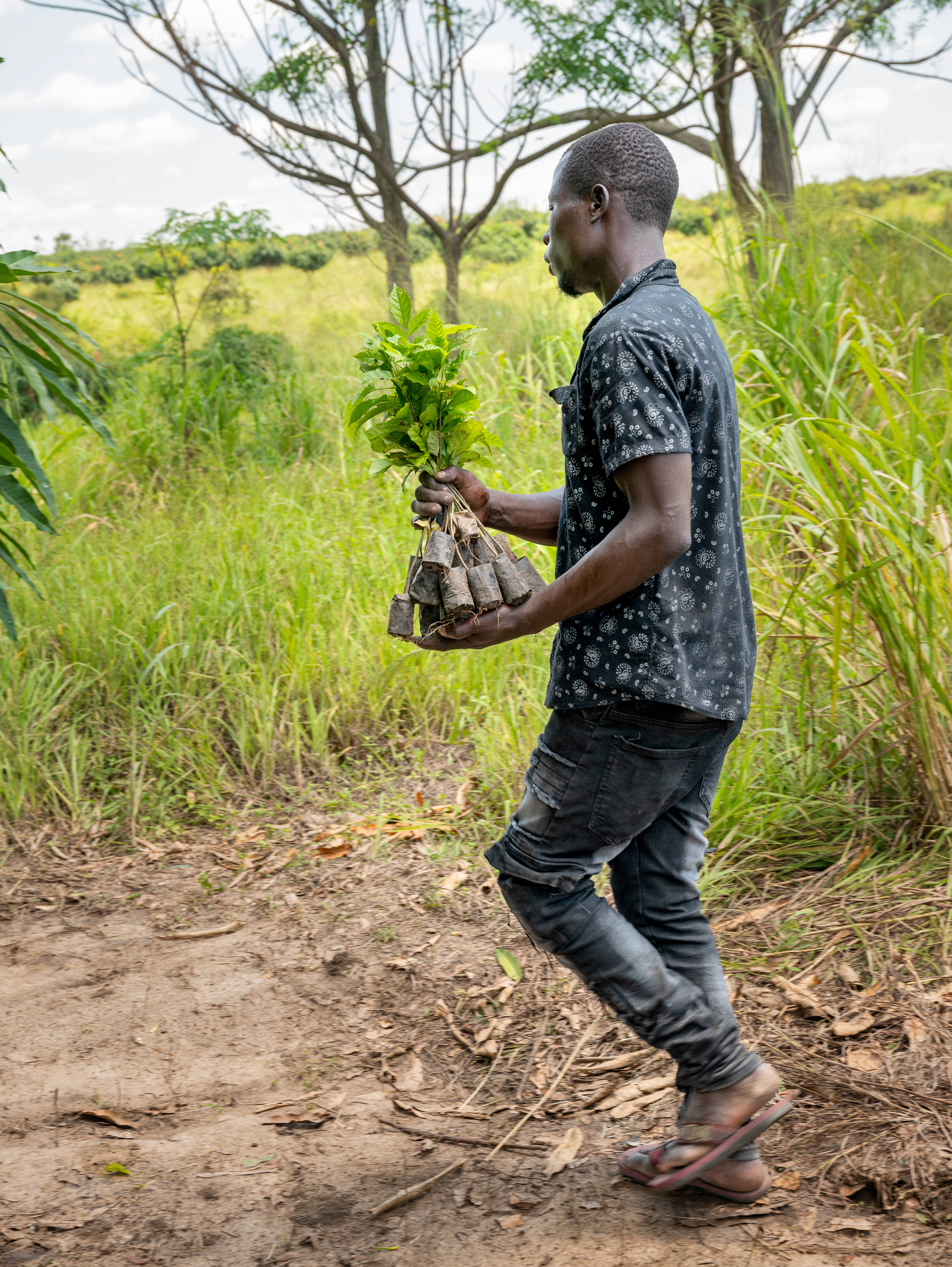 A man in Uganda carrying seedlings to a field.